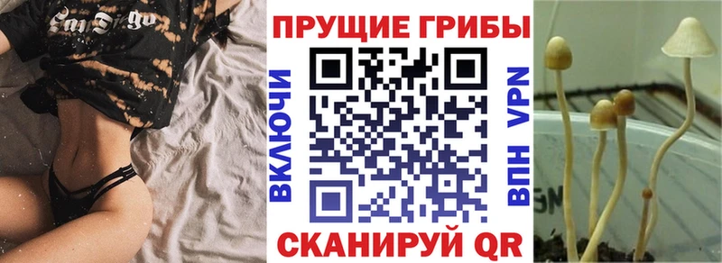 где продают наркотики blacksprut как войти Псилоцибиновые грибы Cubensis Берёзовка
